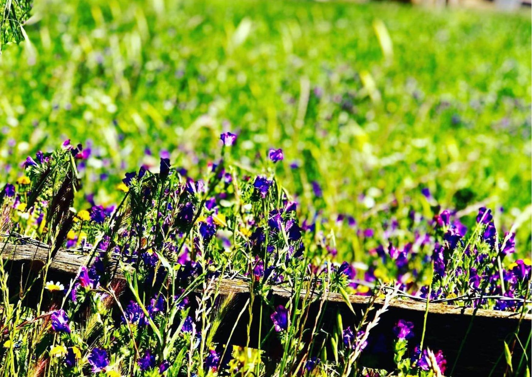 Agriturismo Sa Mandra Casa Minnina Εξωτερικό φωτογραφία